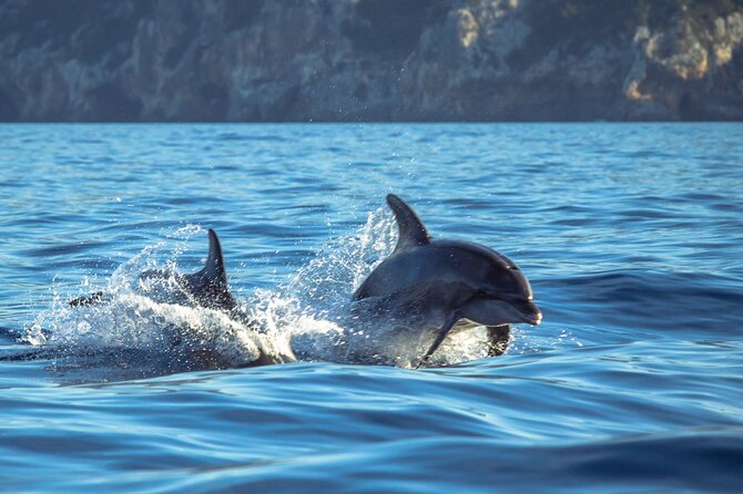 Guided Dolphin Watching in the Arrábida Natural Park - Setting out from Sesimbra harbor