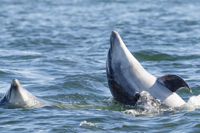 Guided Dolphin Watching in the Arrábida Natural Park - Searching the Luiz Saldanha Marine Park