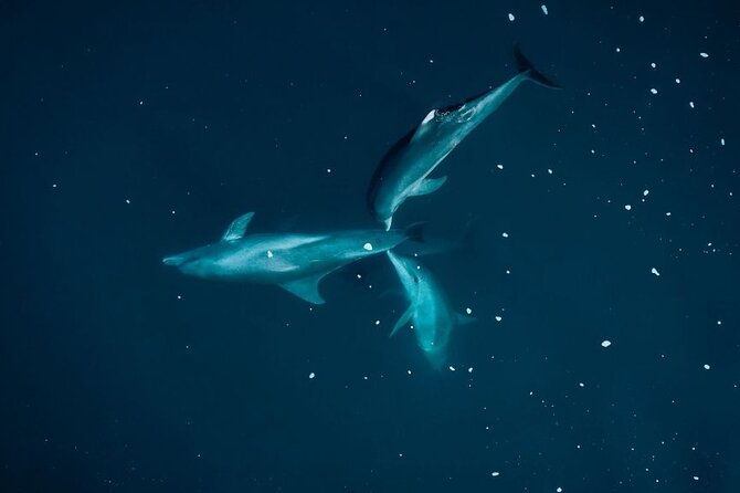 Guided Kayak 2-Hour Activity with Dolphins - Starting before sunrise at Tamarin Bay