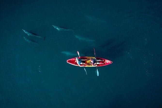 Guided Kayak 2 Hours Activity with Dolphins - Key points before you paddle