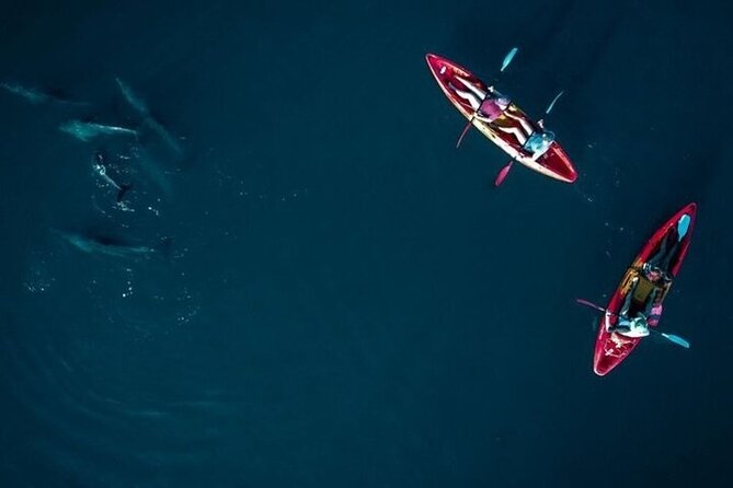 Guided Kayak 2 Hours Activity with Dolphins - Guides who add more than paddle directions