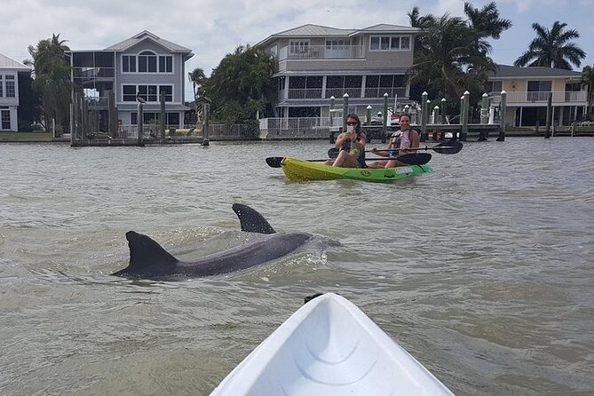 Guided Kayak Dolphin Eco Tour in Pelican Bay - Choosing between mangrove canals and open bay water
