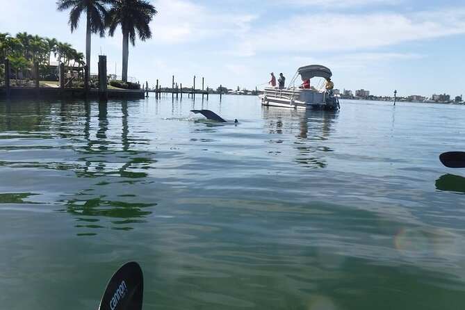 Guided Kayak Dolphin Eco Tour in Pelican Bay - Who will enjoy this kayak tour most?