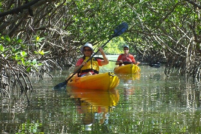 Guided Kayak Dolphin Eco Tour in Pelican Bay - What the two-and-a-half to three-hour outing feels like