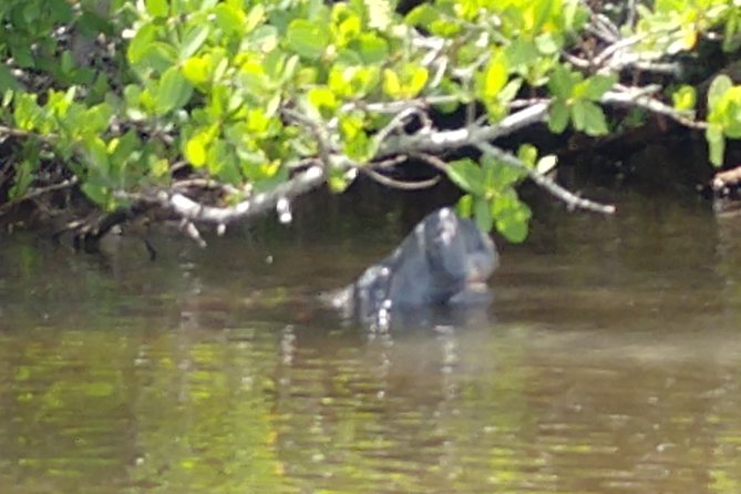 Guided Kayak Tour with Manatee & Dolphin Sightings - Paddling through the cove and Indian River