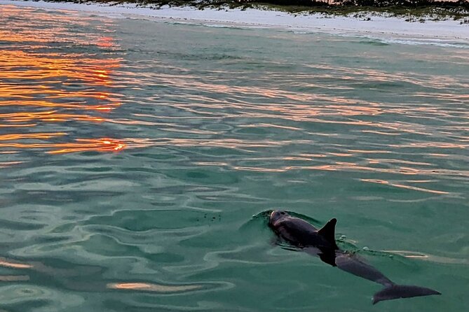Guided Sunset and Eco Tour Non Private in Destin, FL - Key points before you book