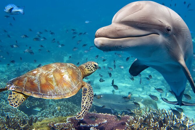 Guided Tour for Dolphin & Sea Turtle Observation in Saint Augustine, Florida - Starting at Genung’s Fish Camp