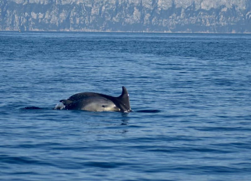 Gulf of Olbia: Dolphin watching by dinghy - The marine biologist makes the difference