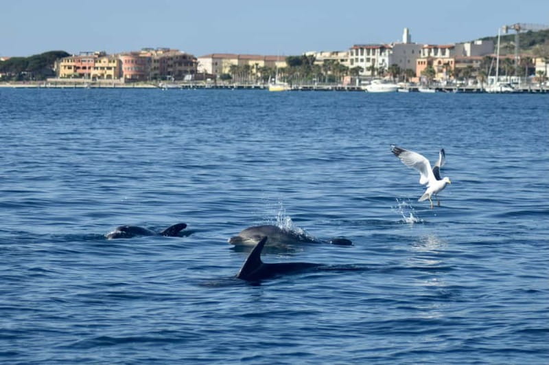 Gulf of Olbia: Dolphin watching by dinghy - What the $41 price really covers