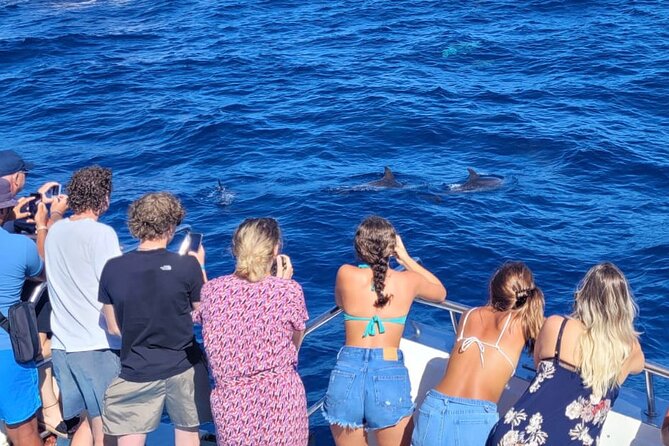 Half-Day Cruise Tour-Dolphin and Whale Watching - The long search for dolphins and whales