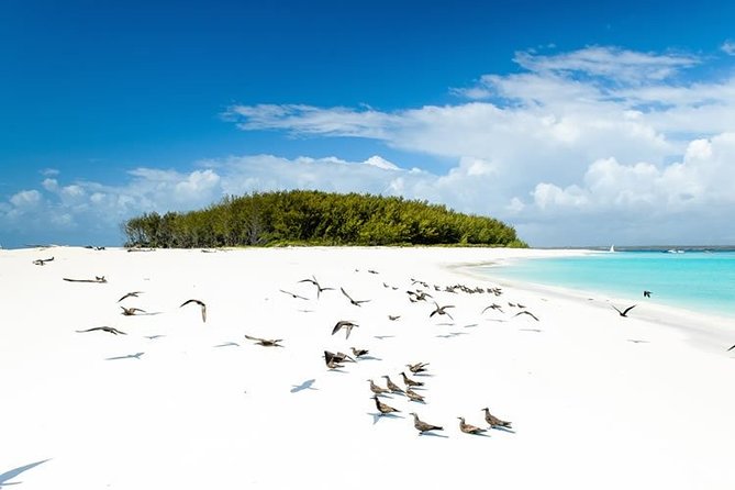 Half-Day Dolphin & Snorkeling Tour in Mnemba Island Zanzibar - Why Mnemba Atoll makes this a worthwhile morning