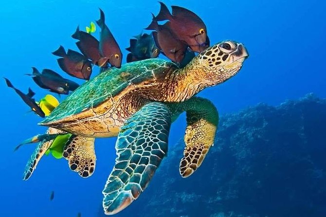 Half-Day Dolphin & Snorkeling Tour in Mnemba Island Zanzibar - The Coral Garden and snorkeling time