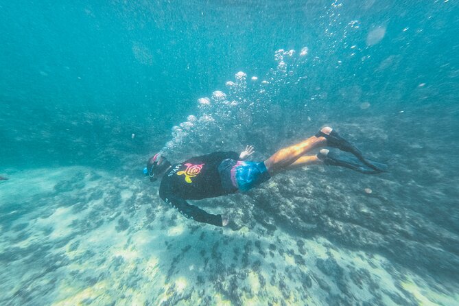 Half-Day Dolphin Watching and Snorkeling in Samara - Leaving Sámara at 8:00 in the morning
