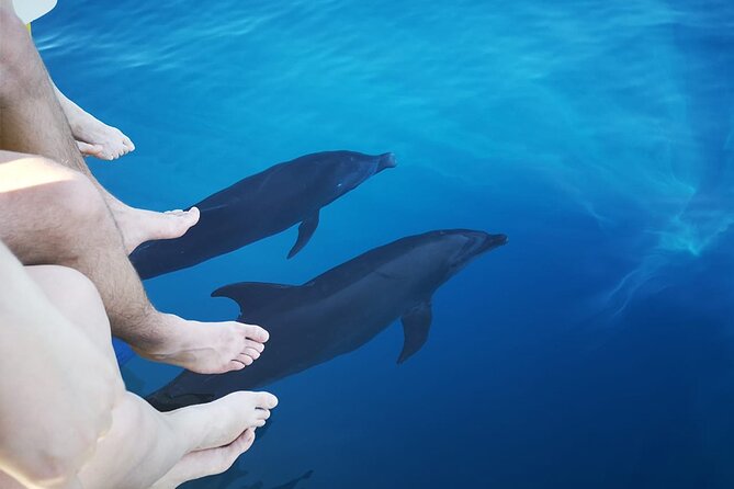 Half-Day Dolphin Watching and Snorkeling in Samara - Humpback whales from August through November and January onward