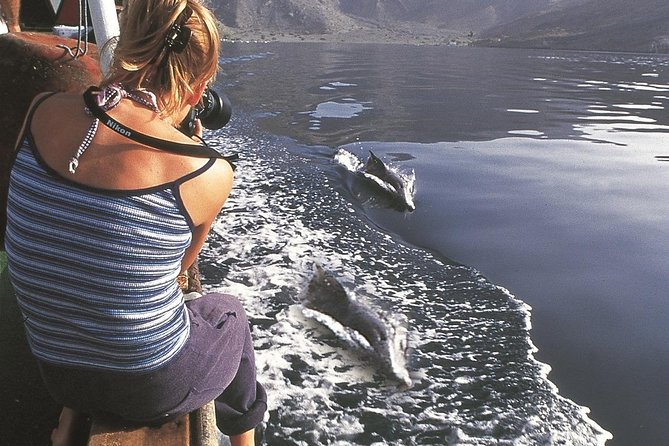 Half Day Dolphin Watching Musandam Dhow Cruise - Dolphin watching beside the dhow