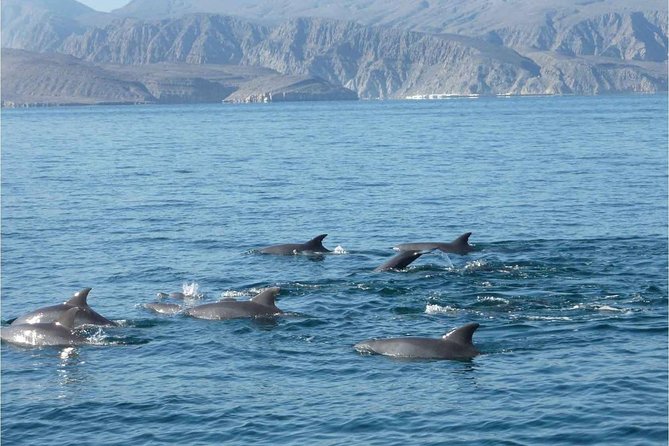 Half Day Dolphin Watching Musandam Dhow Cruise - What is included during the three-and-a-half-hour trip