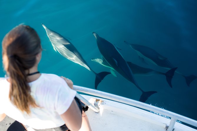 Half Day Dolphin & Wildlife Cruise - Tauranga - The two decks and the best place to watch