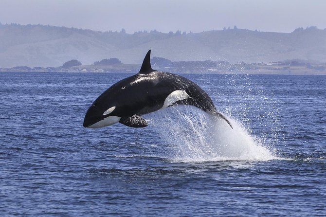 Half Day Dolphin & Wildlife Cruise - Tauranga - More than dolphins: seals, penguins, sharks, and birds