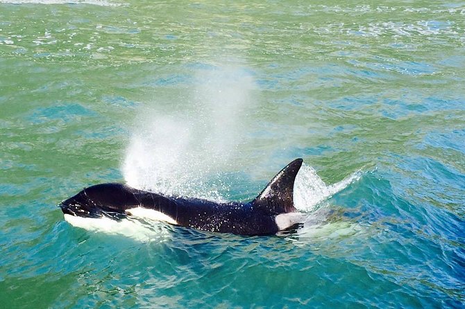 Half Day Dolphin & Wildlife Cruise - Tauranga - Is the $108.60 price good value?