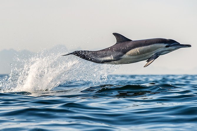 Half Day Dolphin & Wildlife Cruise - Tauranga - Reading Tauranga from the water