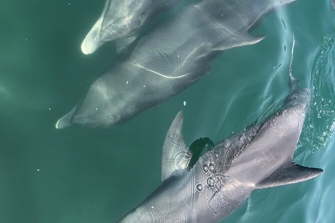 Half Day Eco and Dolphin Boat Tour in Siesta Key - Bird Island and Historic Spanish Point from the water