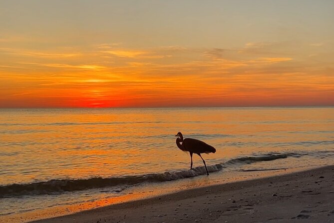 Half Day Eco and Dolphin Boat Tour in Siesta Key - Turtle Beach and the mangroves