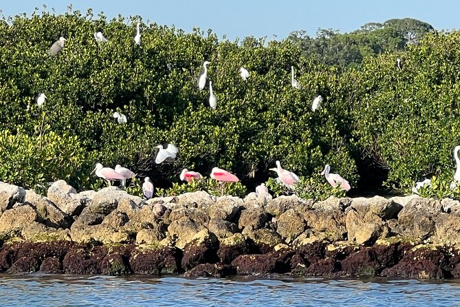 Half Day Eco and Dolphin Boat Tour in Siesta Key - The ride home is part of the experience