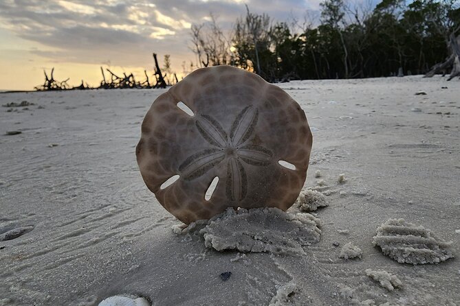 Half Day Private Shelling Dolphin EcoTour in 10 000 Island Marco - Is $675 a fair price?