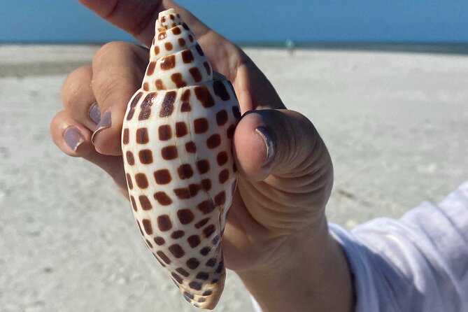 Half Day Shelling Dolphin Eco Tour in 10 000 Island and Marco - Key points before you book