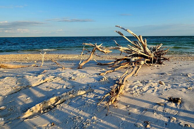 Half Day Shelling Dolphin Eco Tour in 10 000 Island and Marco - The ride through mangroves and island channels