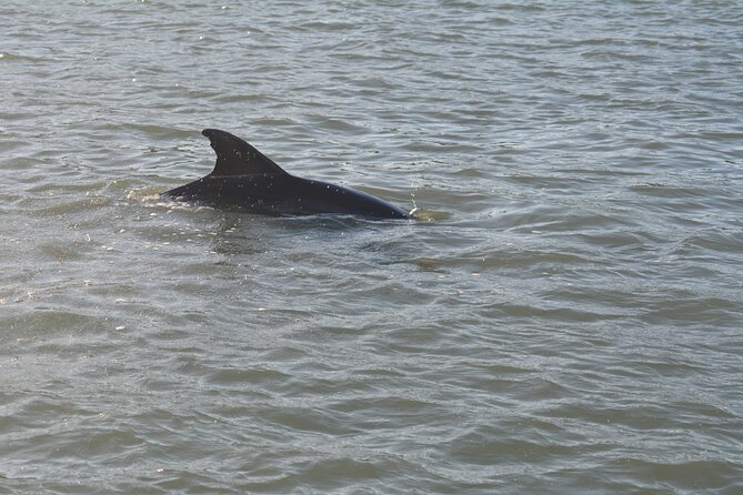 Half Day Shelling Dolphin Eco Tour in 10 000 Island and Marco - What the boat setup is really like
