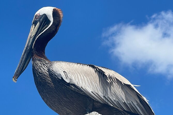 Half Day Shelling Dolphin Eco Tour in 10 000 Island and Marco - Who will enjoy this outing most