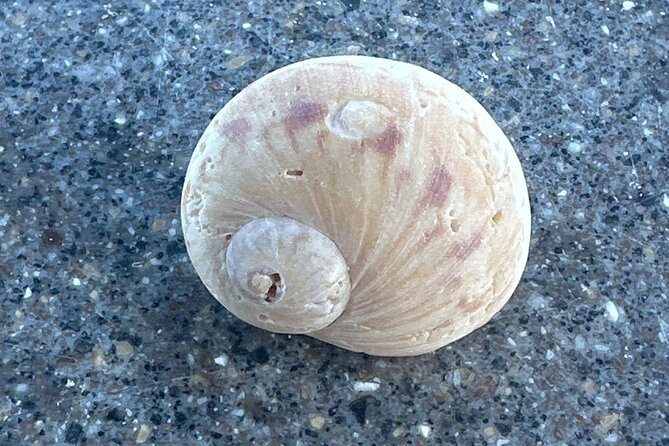 Half Day Shelling Dolphin Eco Tour in 10 000 Island and Marco - Practical tips for a better shelling day