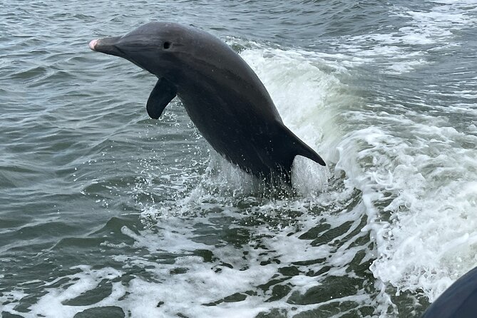 Half Day Shelling Dolphin Eco Tour in 10 000 Island and Marco - Dolphin watching around Marco and the 10,000 Islands