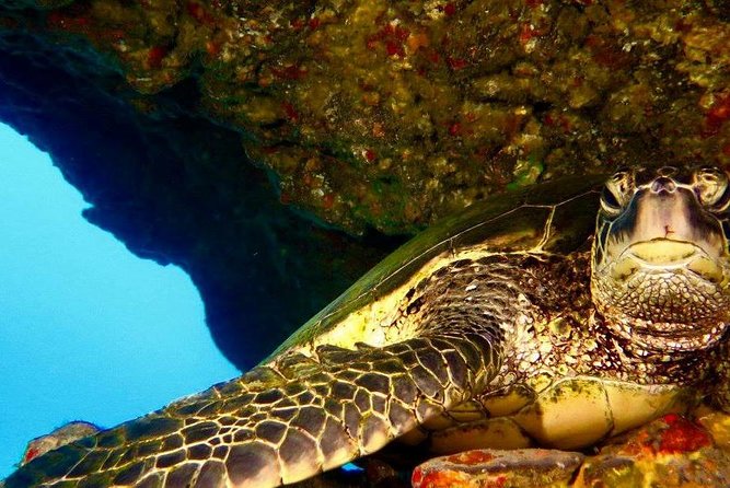 Half Day Snorkel to Lanai from Kaanapali Beach + Dolphin Search - First snorkel stop: Lanai’s clear reefs and smaller coves
