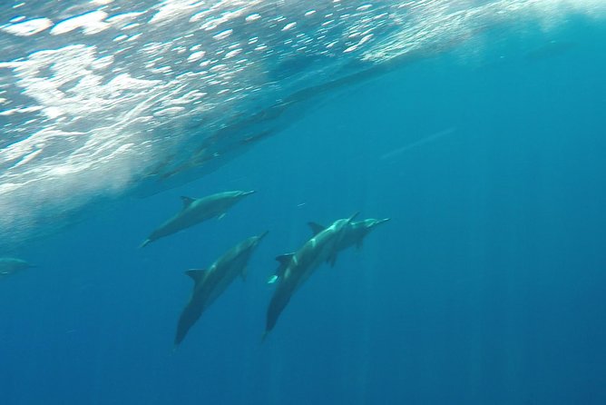 Half Day Snorkel to Lanai from Kaanapali Beach + Dolphin Search - What the $192.80 price really buys