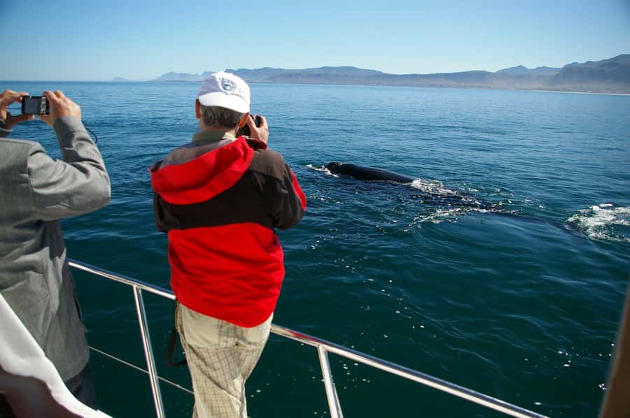 Hermanus: Whale and Dolphin Watching Boat Trip - Why Hermanus is one of South Africa’s best whale-watching stops