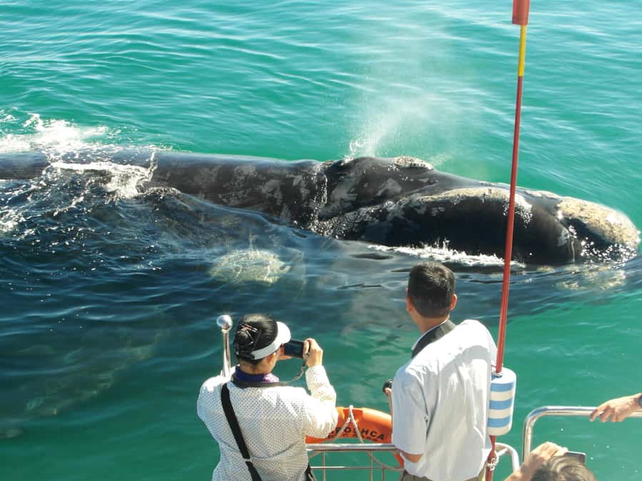 Hermanus: Whale and Dolphin Watching Boat Trip - A two-hour cruise on a purpose-built catamaran