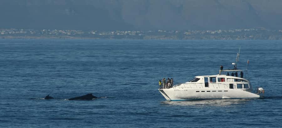 Hermanus: Whale and Dolphin Watching Boat Trip - Guide interpretation and the crew’s style