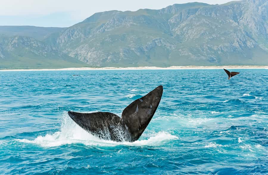 Hermanus: Whale and Dolphin Watching Boat Trip - Refreshments, photography, and the optional video