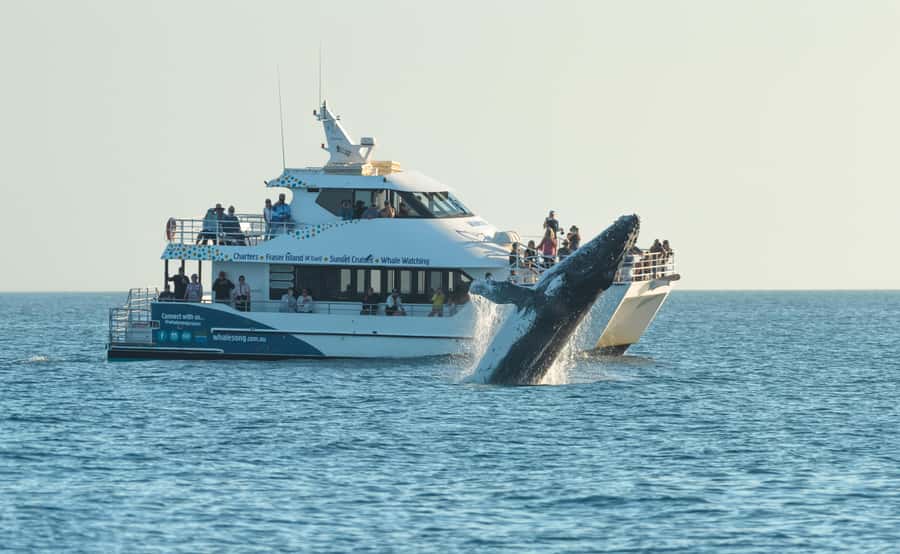 Hervey Bay: Pre-season Whale and Dolphin Watching Cruise - Key points at a glance