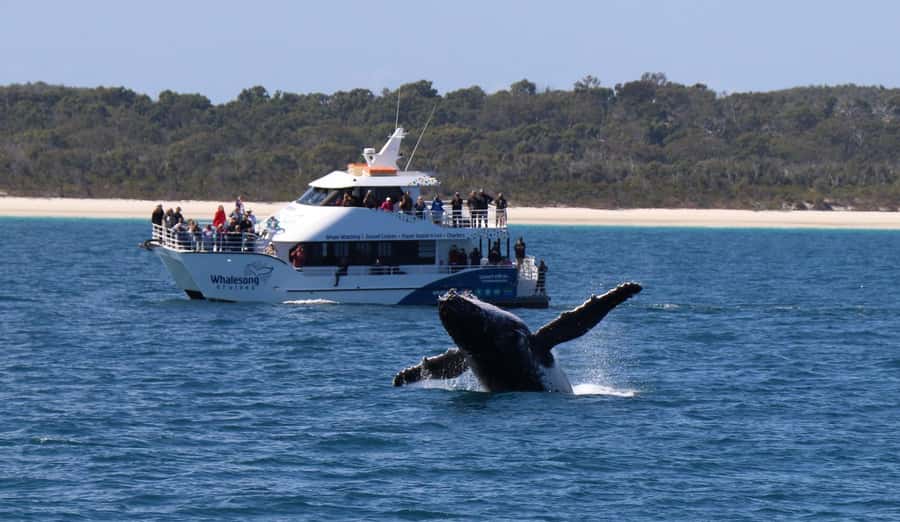 Hervey Bay: Pre-season Whale and Dolphin Watching Cruise - Five hours on the water, from tea to whale song