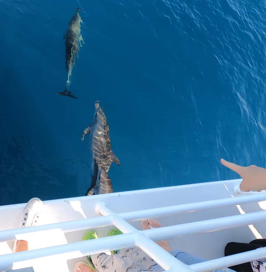 Hervey Bay: Pre-season Whale and Dolphin Watching Cruise - The real chance of seeing whales