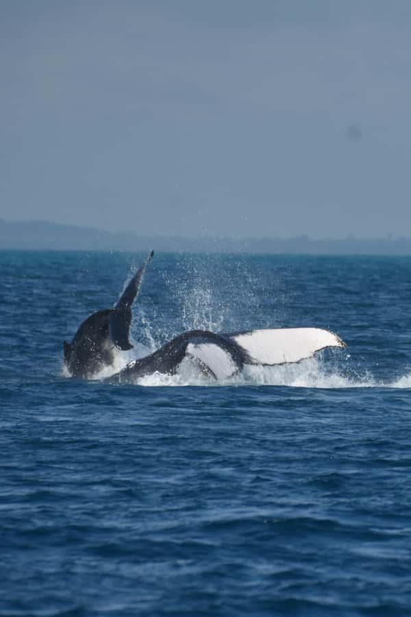 Hervey Bay: Pre-season Whale and Dolphin Watching Cruise - Who should book this cruise?