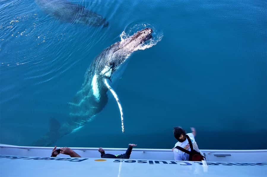Hervey Bay: Pre-season Whale and Dolphin Watching Cruise - Boarding at Great Sandy Straits Marina