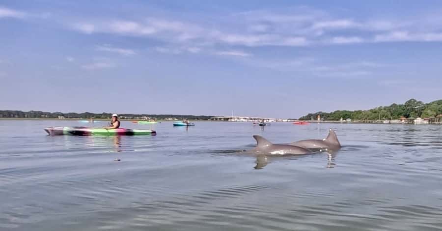 Hilton Head: 2-Hour Kayak Dolphin Nature Tour - Dolphins in Their Natural Home