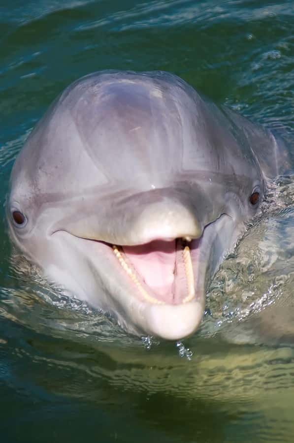 Hilton Head: 2 Hour Private Dolphin Tour - Two hours on Calibogue Sound