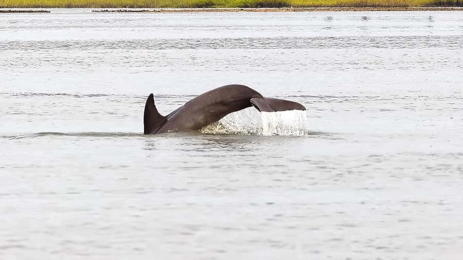 Hilton Head: 2 Hour Private Dolphin Tour - Watching for Atlantic bottlenose dolphins