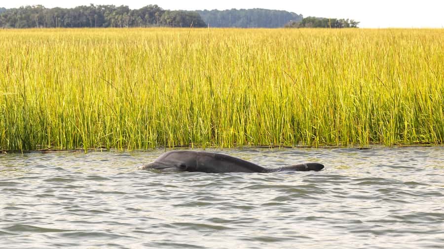 Hilton Head: 2 Hour Private Dolphin Tour - Food, drinks, and comfort on board