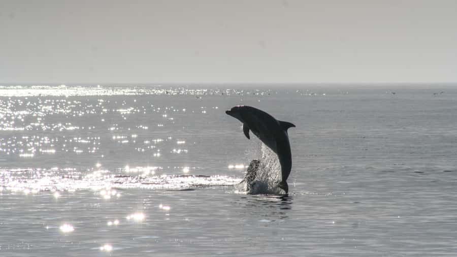 Hilton Head: 2 Hour Private Dolphin Tour - Leaving Hilton Head RV Resort and Marina